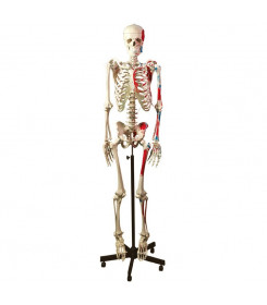Modello-scheletro