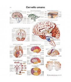 Poster anatomico cervello