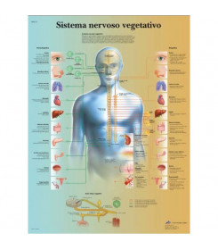Poster sistema vegetativo