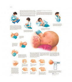 Poster anatomico allattamento