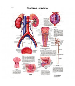 Poster anatomico vie urinarie