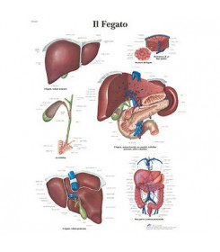 Poster anatomico fegato