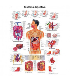 Poster sistema digestivo