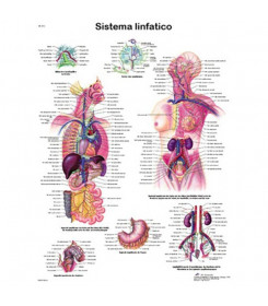 Poster anatomico sistema linfatico