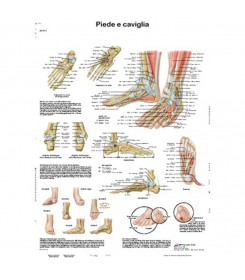 Poster anatomico piede e caviglia