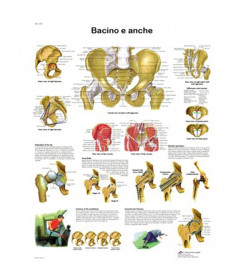 Poster anatomico bacino e anche