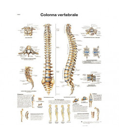 Poster colonna vertebrale