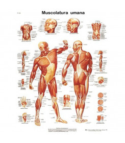 Tavola anatomica muscolatura
