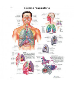 Poster anatomia apparato respiratorio
