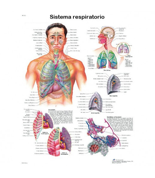 Poster anatomia apparato respiratorio