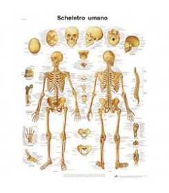 Poster anatomico scheletro